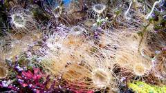 Underwater awesome view Aquarium