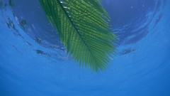 Underwater Beaches palm leaves