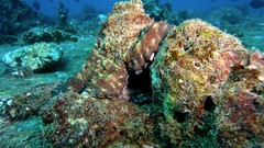 Underwater camouflage octopuses