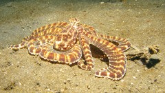 Underwater camouflage octopuses sealife