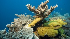 Underwater coral