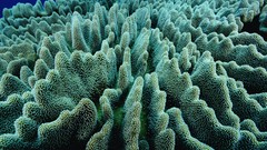 Underwater coral coral reef Solomon Islands