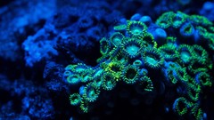 Underwater coral reef