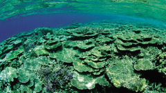 Underwater coral reef