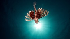 Underwater lionfish