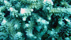 Underwater monocrome