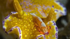 Underwater multicolor creatures Nudibranchia