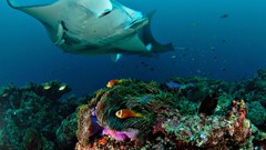 Underwater national geographic