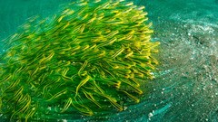 Underwater national geographic swarm Catfish