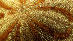 Underwater nature ocean Sea