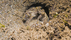 Underwater nature ocean Sea