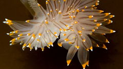 Underwater Nudibranchia