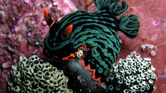 Underwater Nudibranchia
