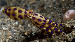 Underwater octopuses Sea Life