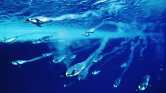 Underwater Penguins Oceans Aquarium