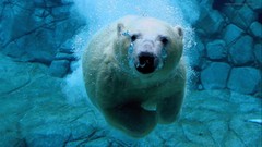 Underwater Polar Bears