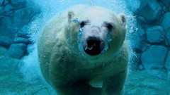 Underwater Polar Bears