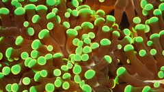 Underwater sea anemones sealife