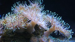 Underwater sea anemones sealife