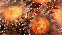 Underwater sea anemones sealife