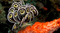 Underwater sealife Feather stars