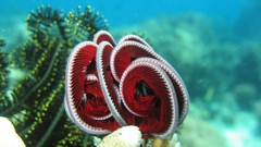 Underwater sealife Feather stars
