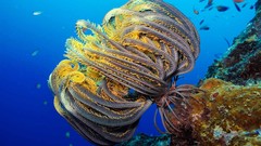 Underwater sealife Feather stars