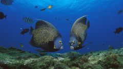 Underwater sealife fish