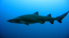 Underwater Sharks