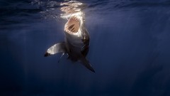 Underwater Sharks