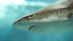 Underwater Sharks