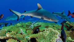 Underwater Sharks diving