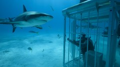 Underwater Sharks diving cage