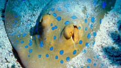 Underwater stingray aquatic