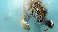 Underwater Tigers wildlife