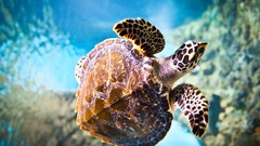 Underwater turtles