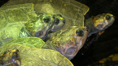 Underwater turtles Animals