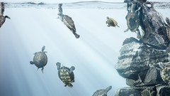 Underwater turtles artwork split-view