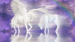 Unicorn and pegasus unico