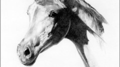 Unicorns monochrome artwork drawings