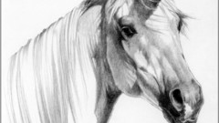 Unicorns monochrome artwork drawings