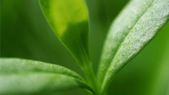 Up close by oyvindronning