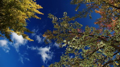 Up through Trees blue