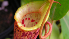 Upper high hookeriana red