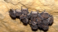Upside down Mammals bats