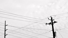 Urban cityscapes power lines grayscale