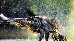 USA banff bald eagles