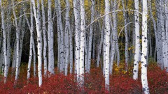 Utah Range Aspen forests