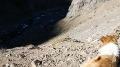 valley dog river landscape Animals rock outdoors Mammals nature