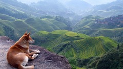 Valley landscape view dog